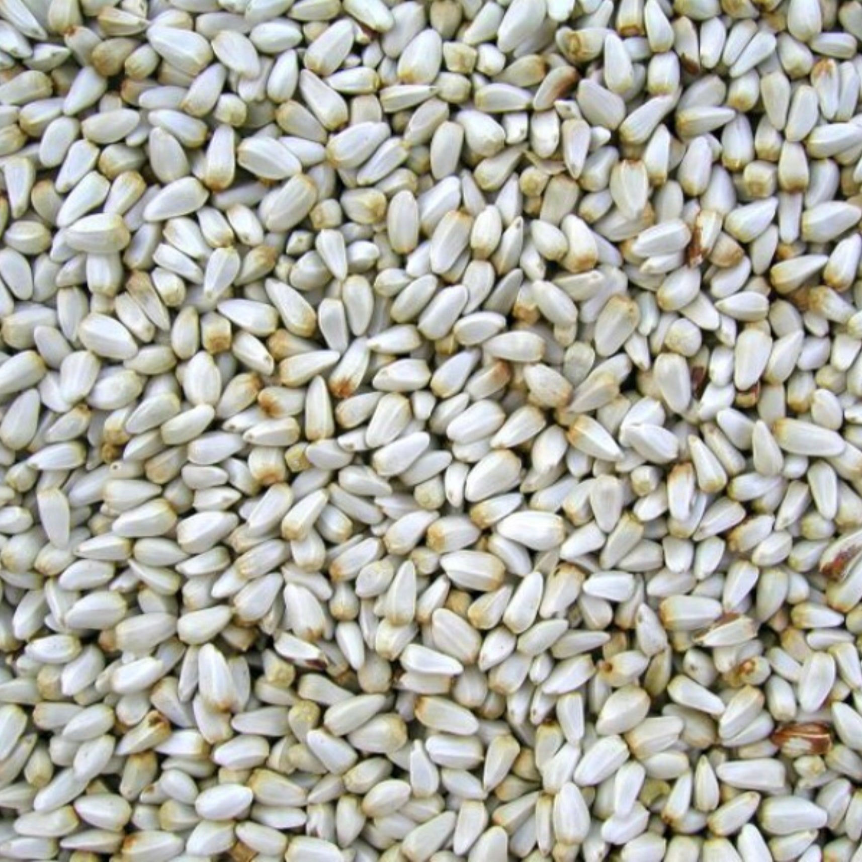 Volkman Safflower Seed 4Lb