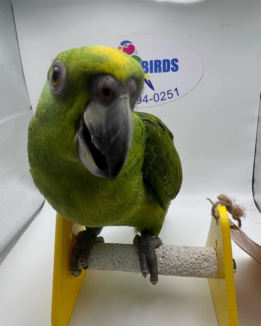 Amazon parrots for sale