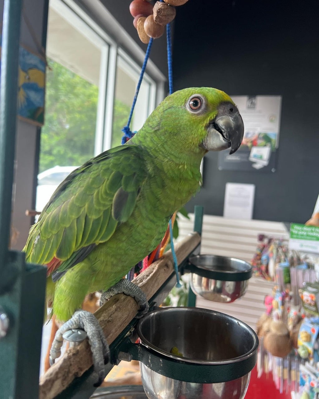 Amazon parrots for sale