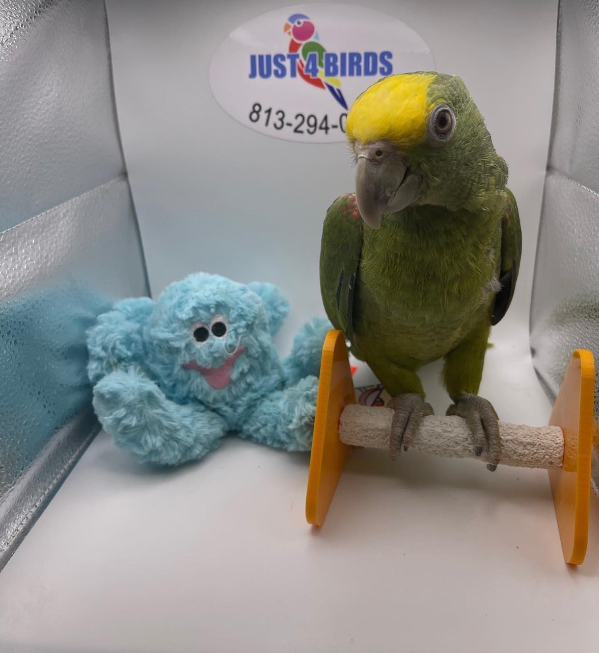 Amazon parrots for sale