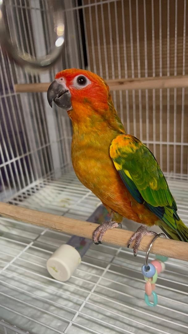 Conures for sale