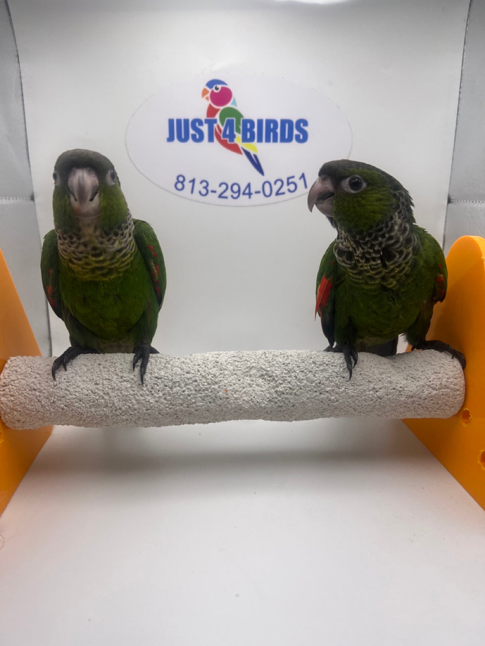 Conures for sale