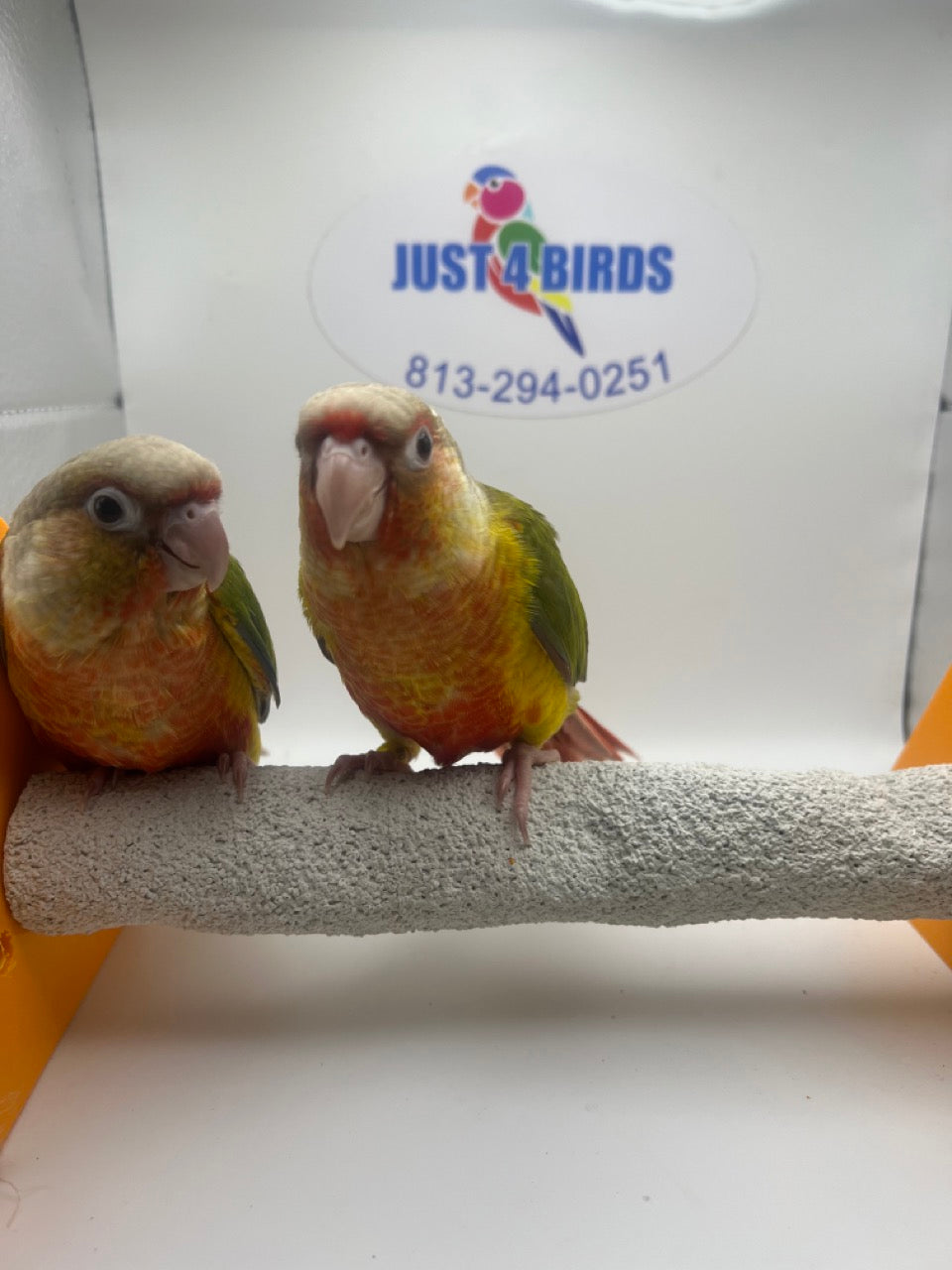 Conures for sale