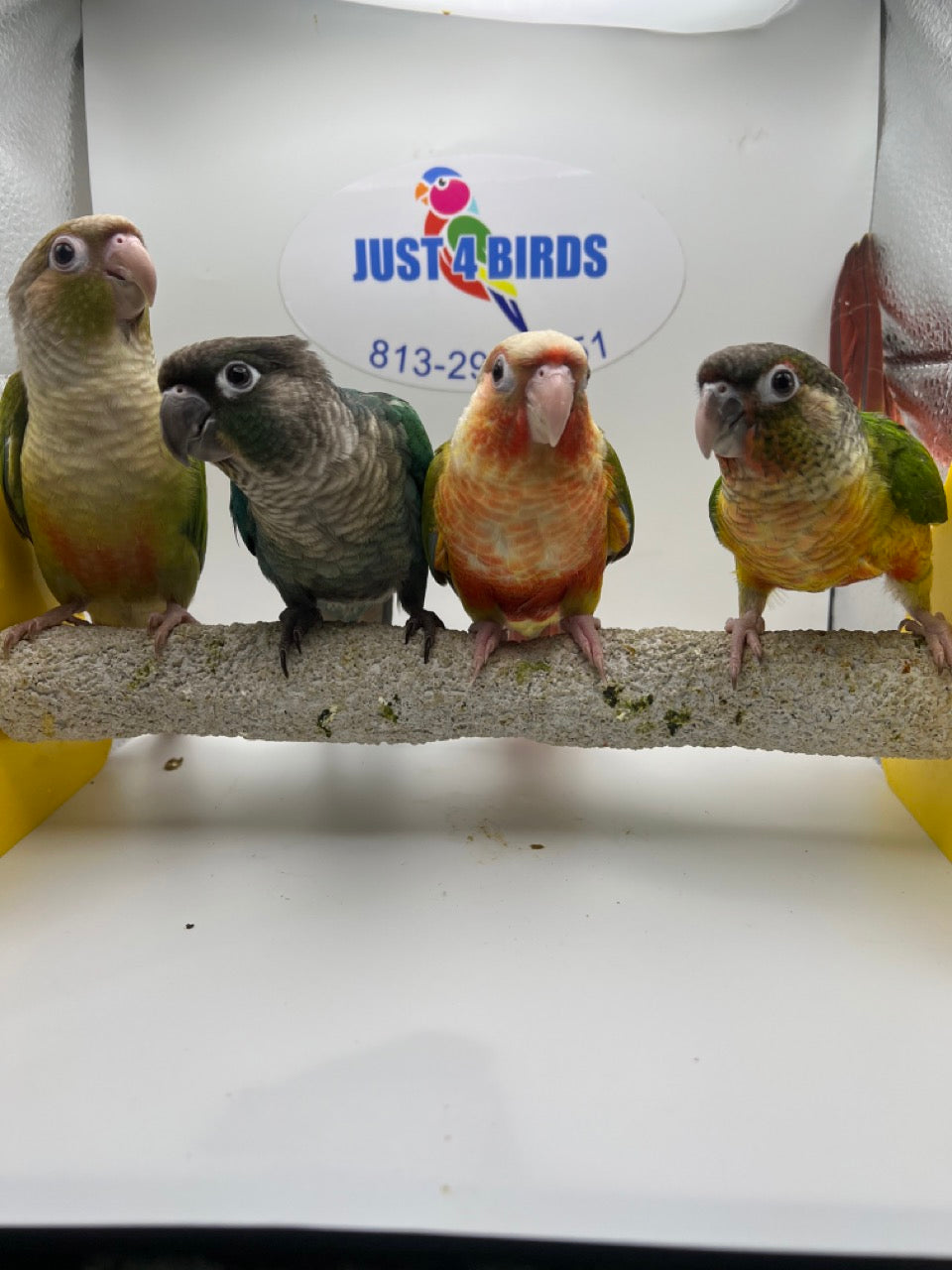 Conures for sale