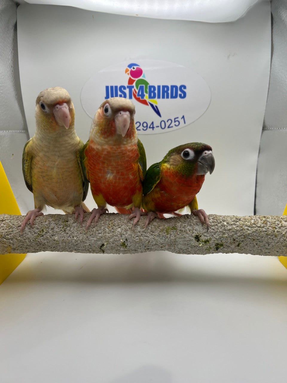 Conures for sale