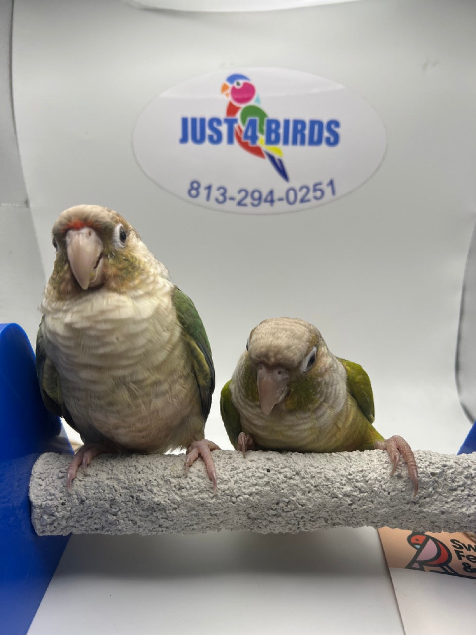 Conures for sale