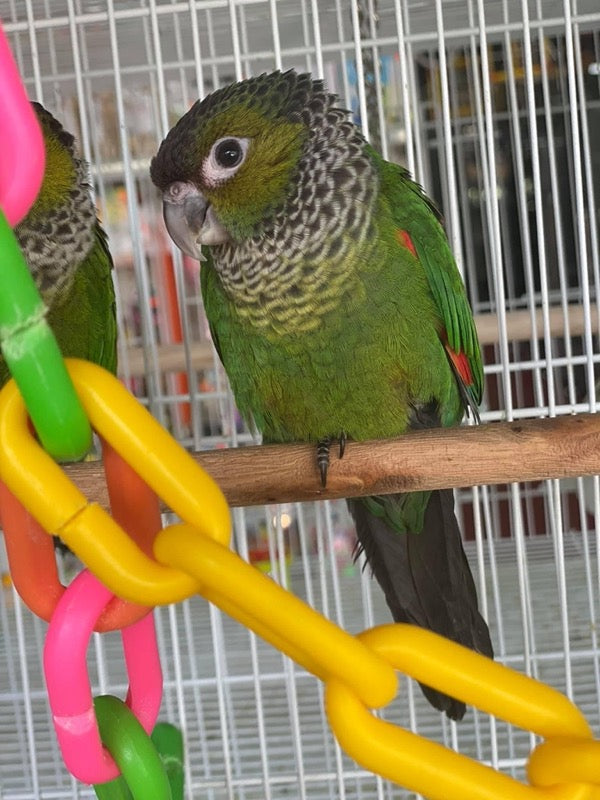 Conures for sale