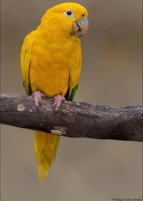 Conures for sale