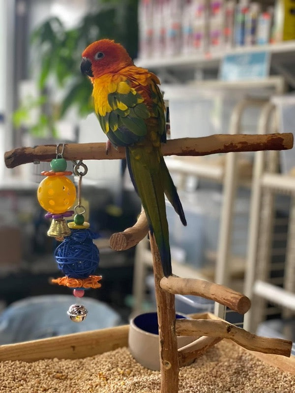 Conures for sale