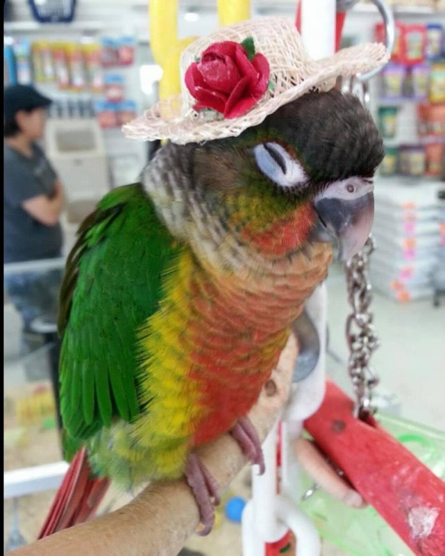 Conures for sale