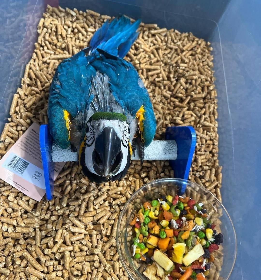 Macaw for sale