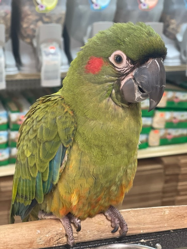 Red-fronted Macaw for sale