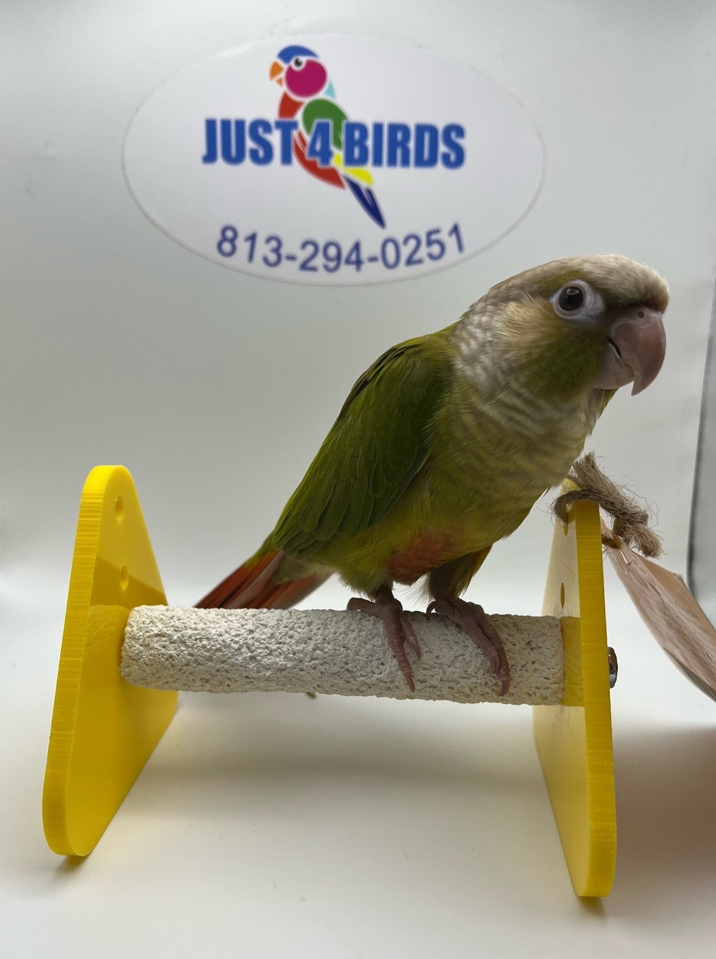 Conures for sale