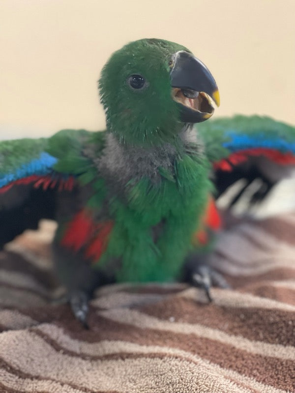 Eclectus Parrot for sale