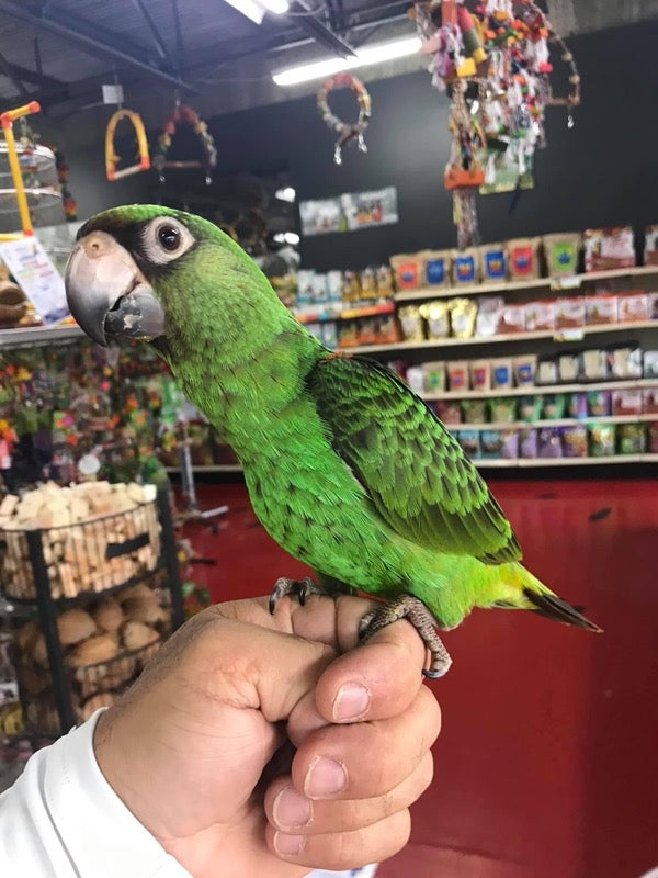 Jardin Parrot for sale