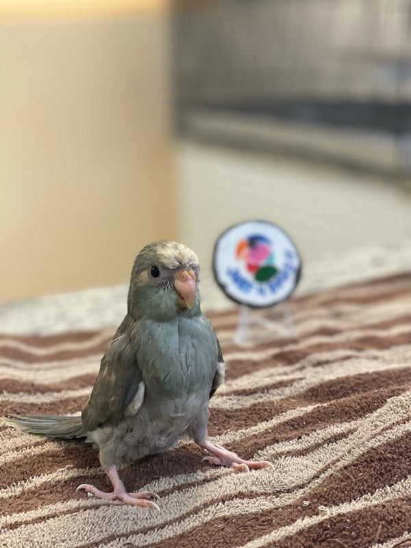 Kakariki Parrot for sale