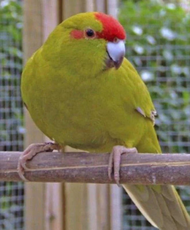 Kakariki Parrot for sale