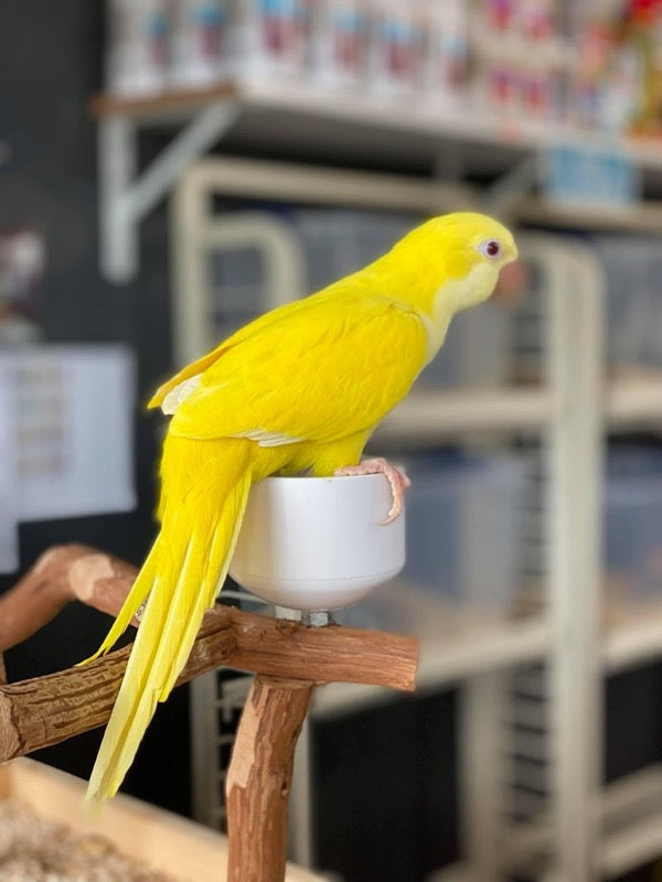 Quaker Parrot for sale