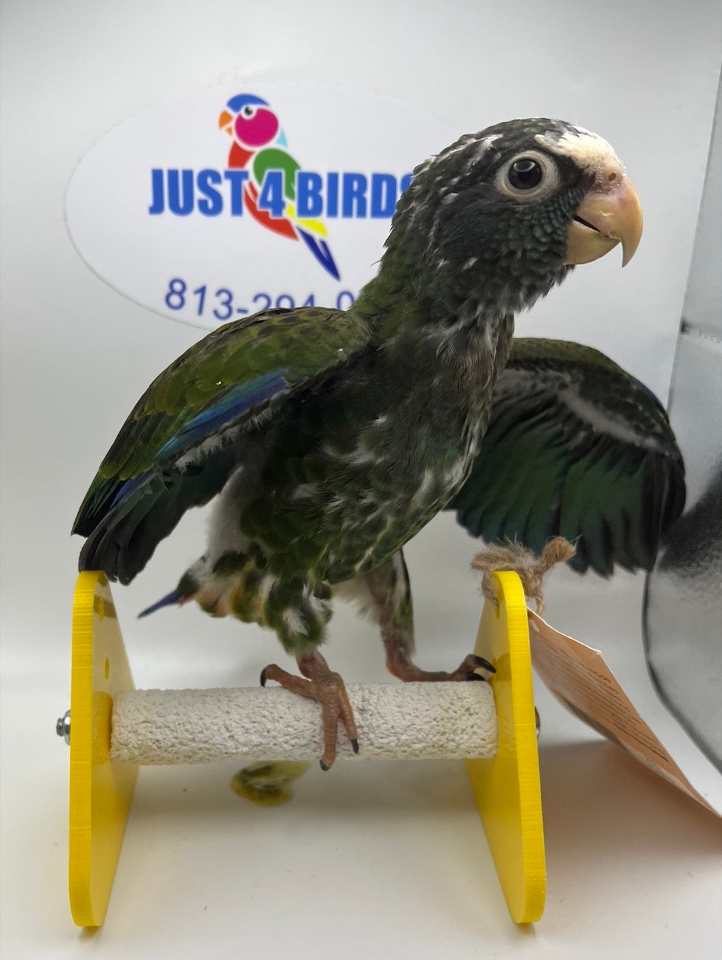 Parrot (White cap Pionus)