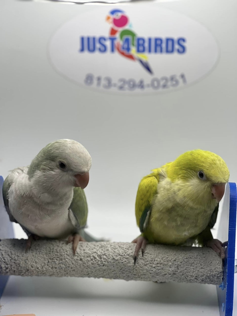 Parrots for sale