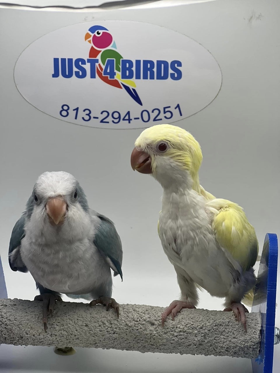 Parrots for sale